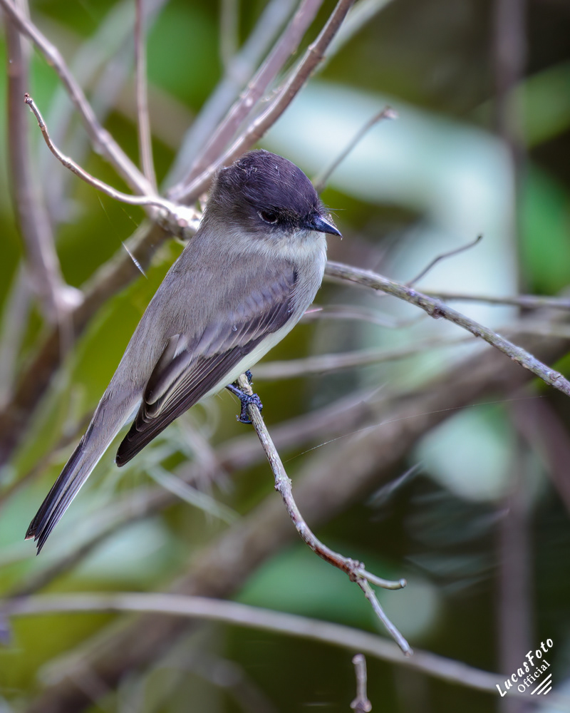 Eastern Phoebe