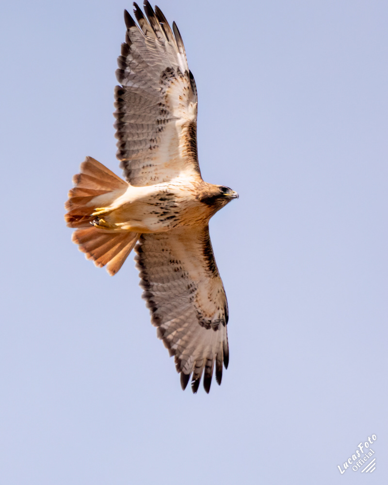 Red-tailed Hawk