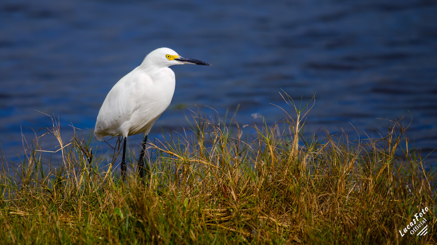 Snowy Egret
