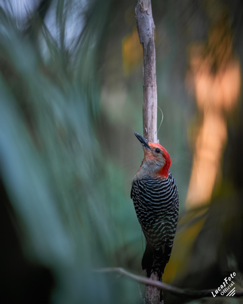 Red-bellied Woodpecker