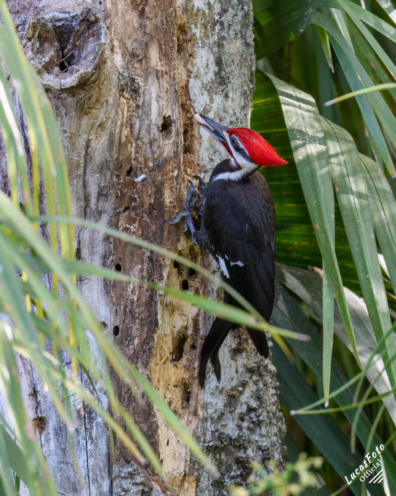 Pileated Woodpecker