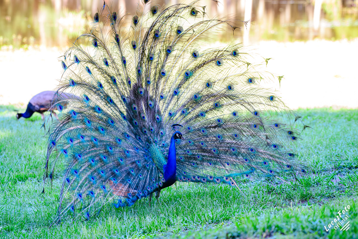 Indian Peafowl