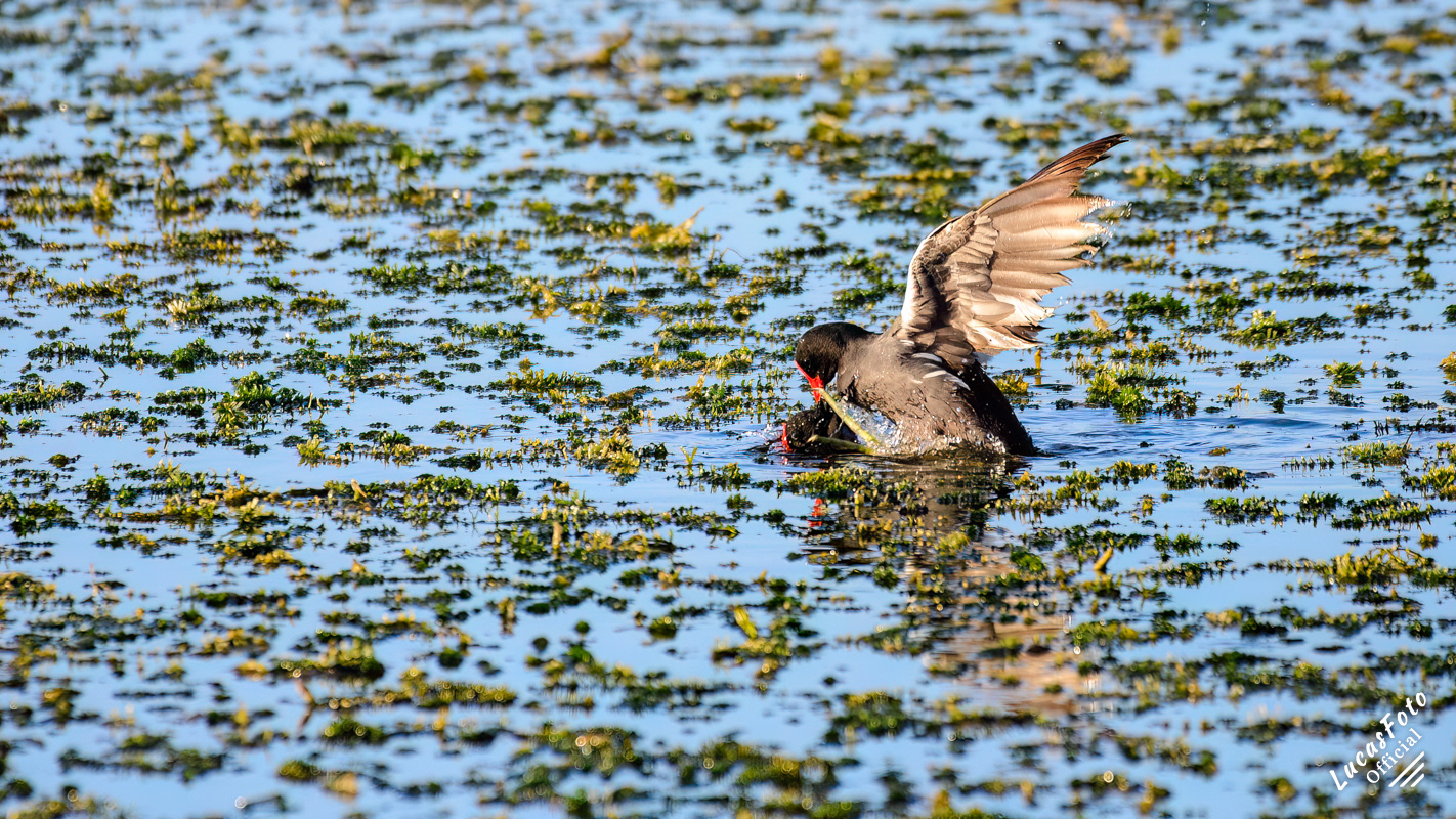 Common Gallinule