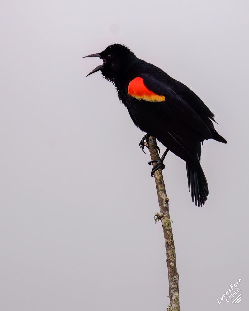 Red-winged Blackbird