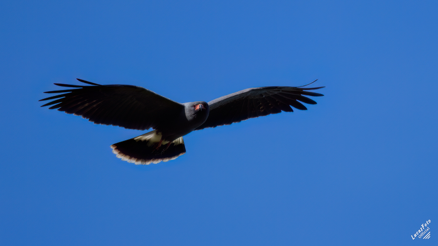Snail Kite