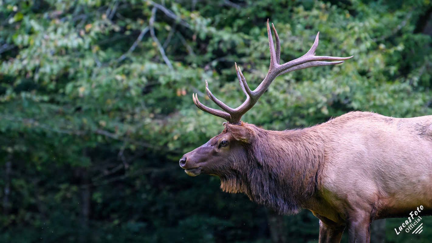 Elk