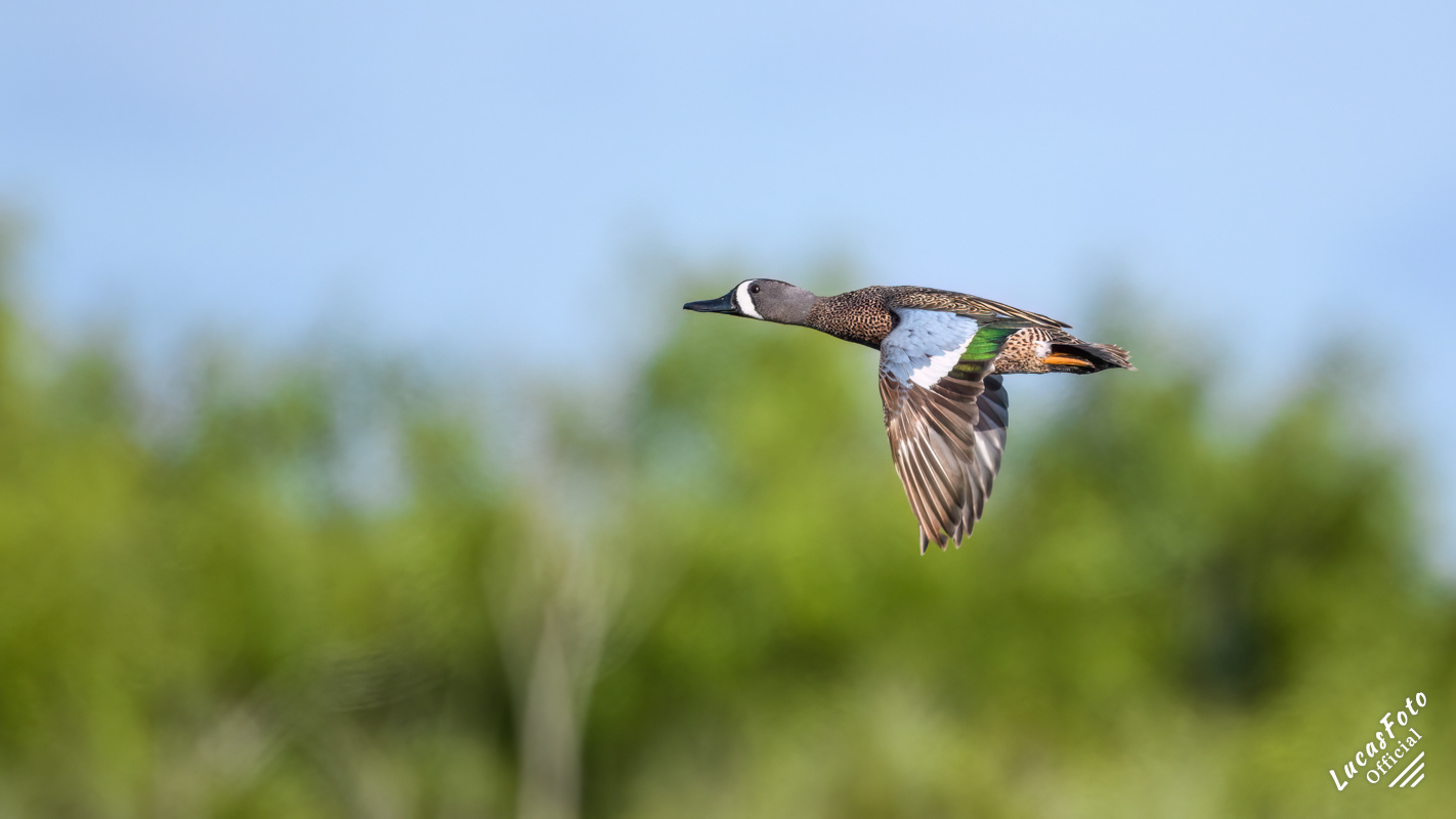 Blue-winged Teal