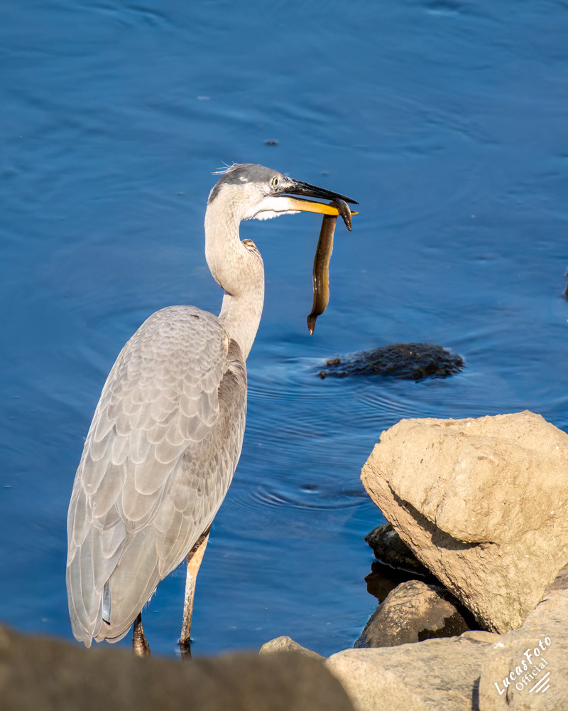 Great Blue Heron