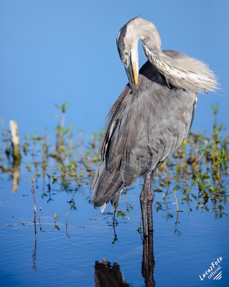 Great Blue Heron