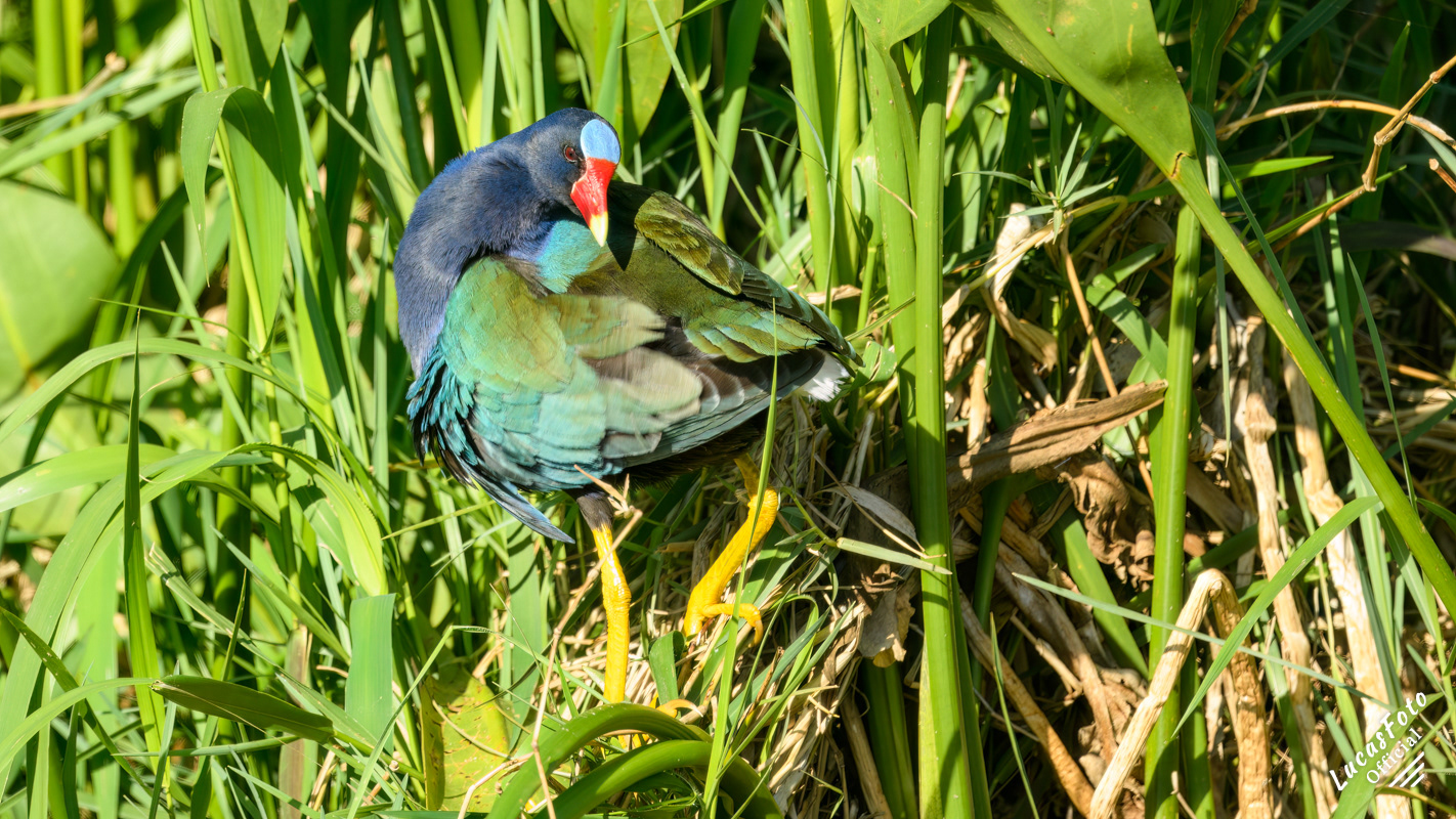 Purple Gallinule