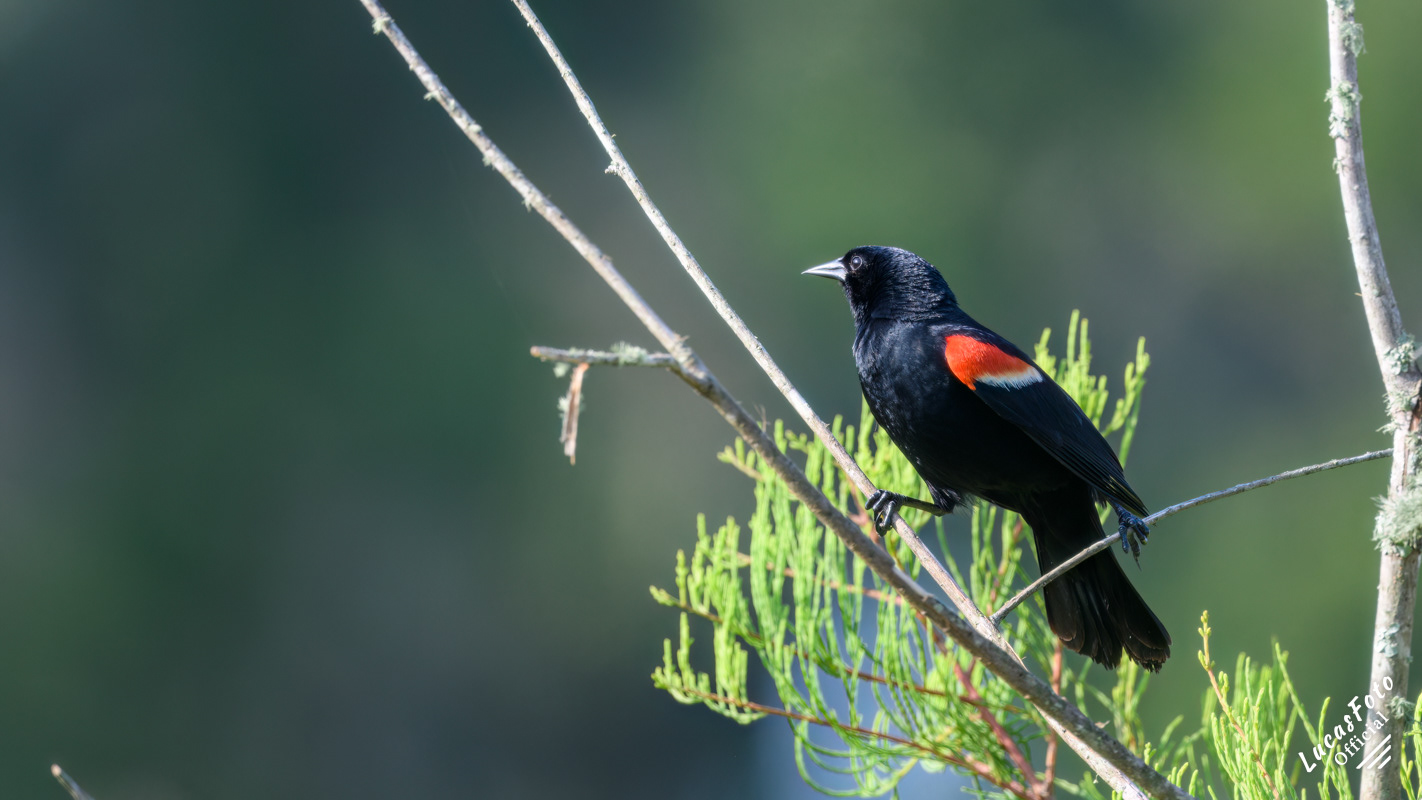 Red-winged Blackbird