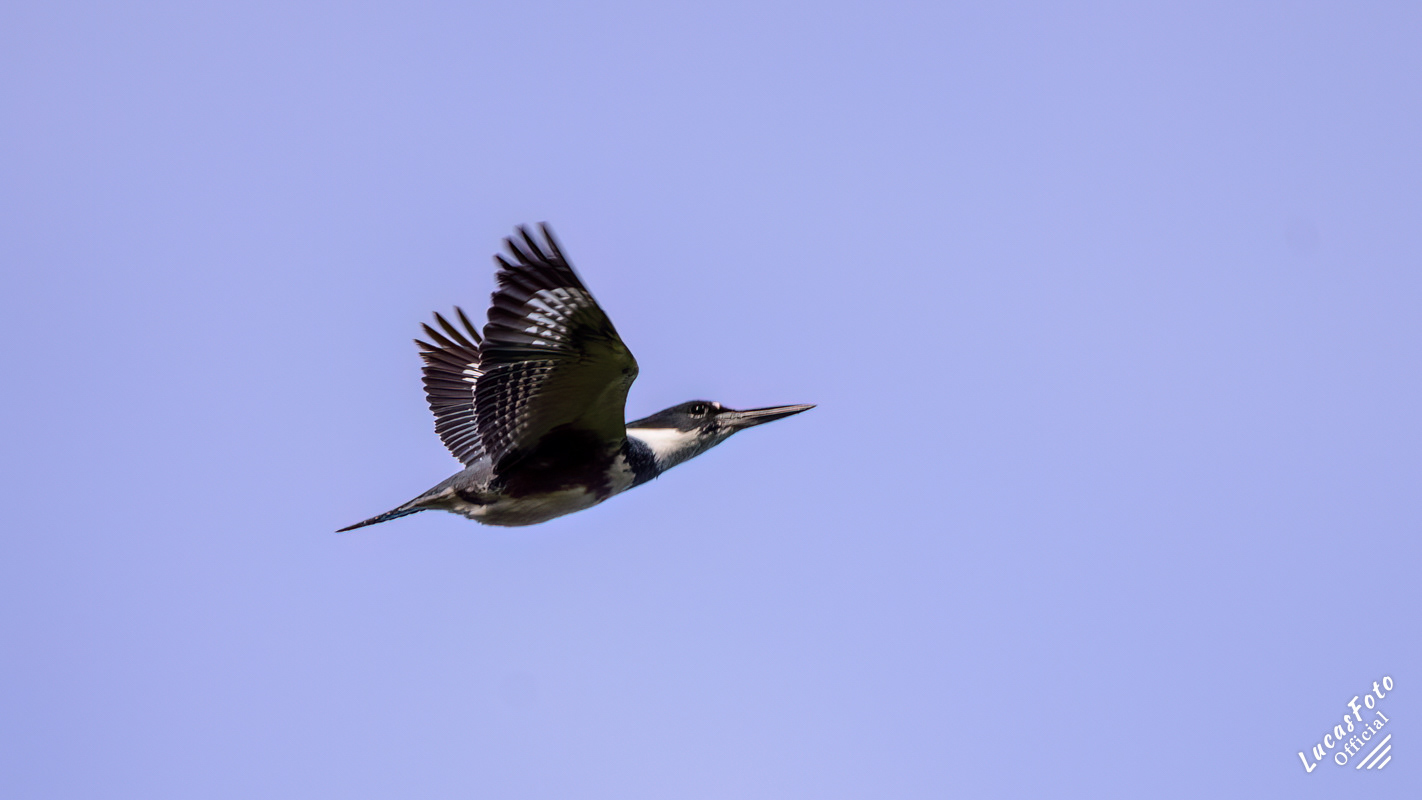 Belted Kingfisher