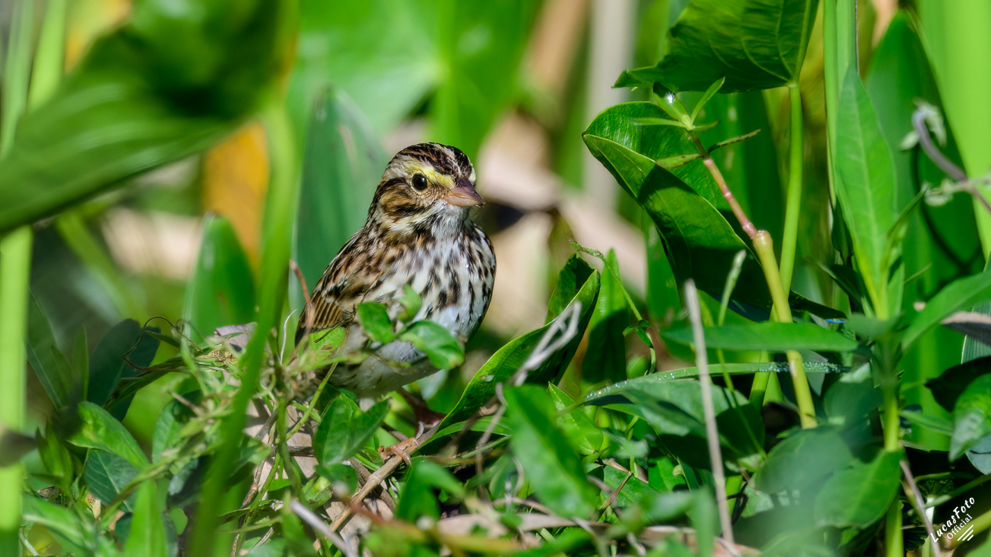 Savannah Sparrow