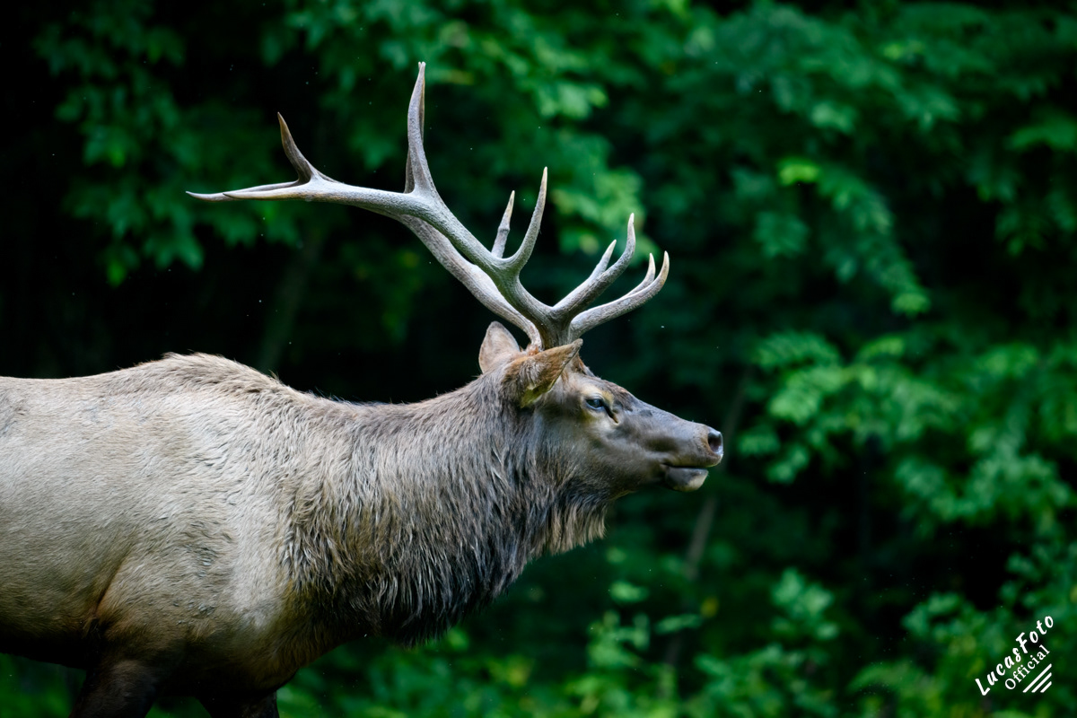 Elk