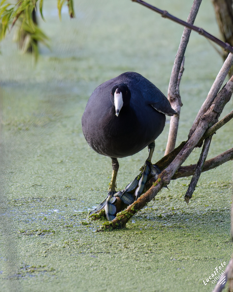 American Coot