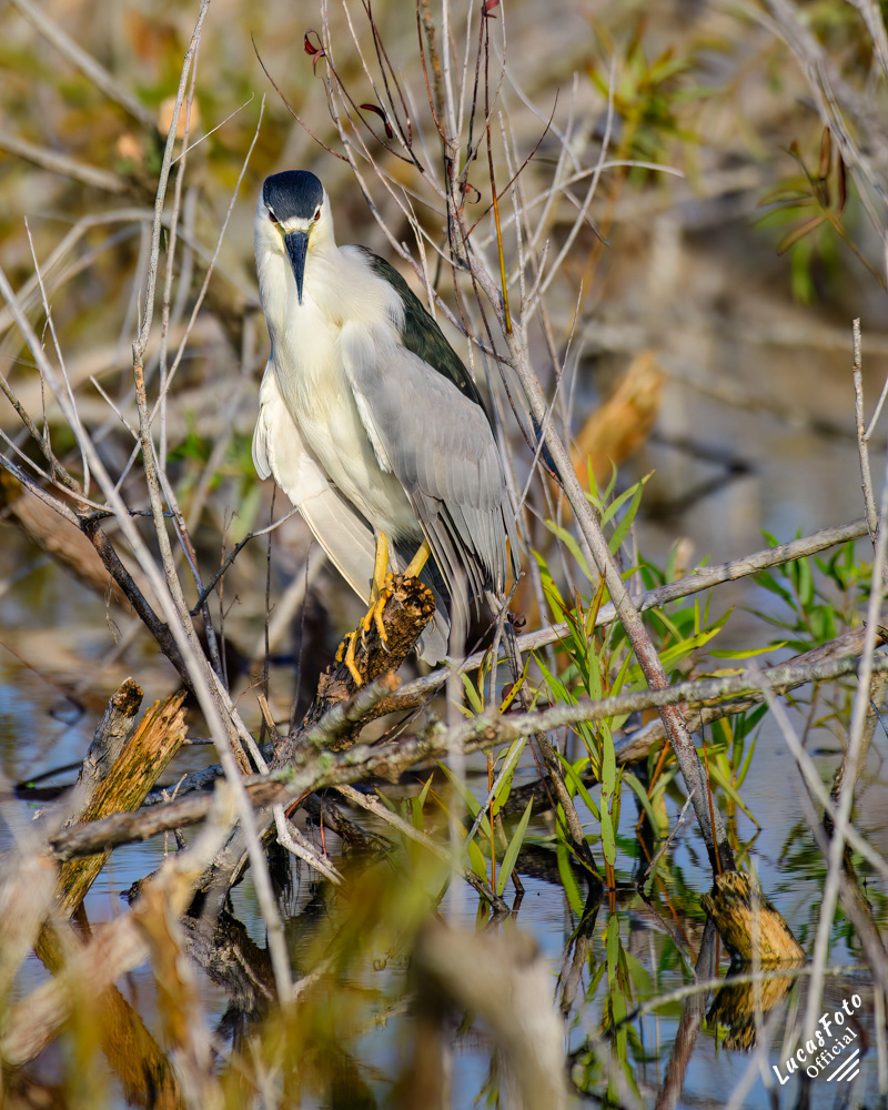 Black-crowned Night Heron