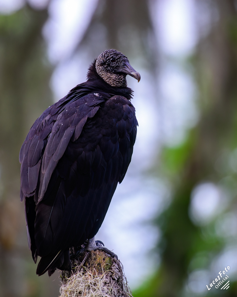 Black Vulture