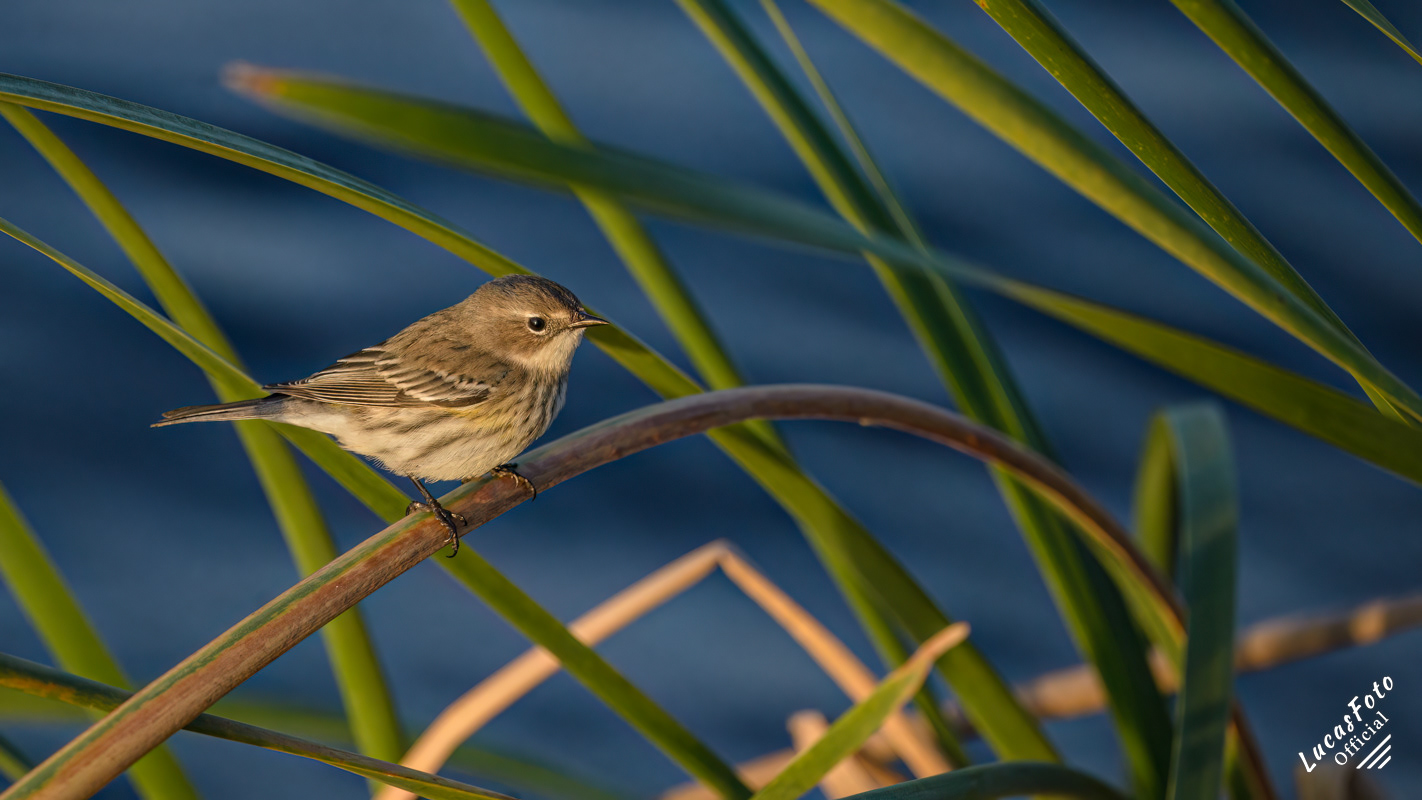 Yellow-rumped Warbler