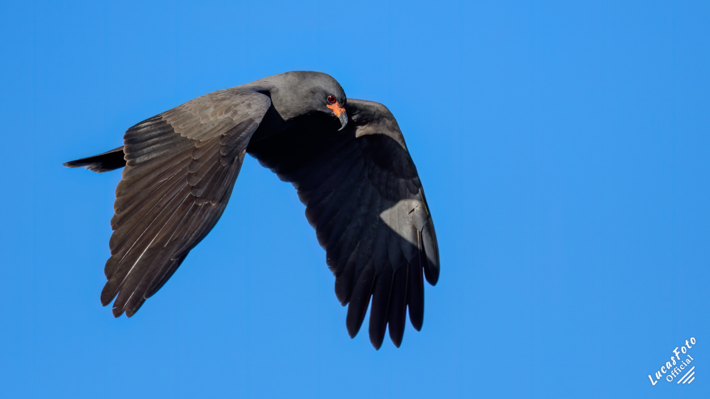 Snail Kite