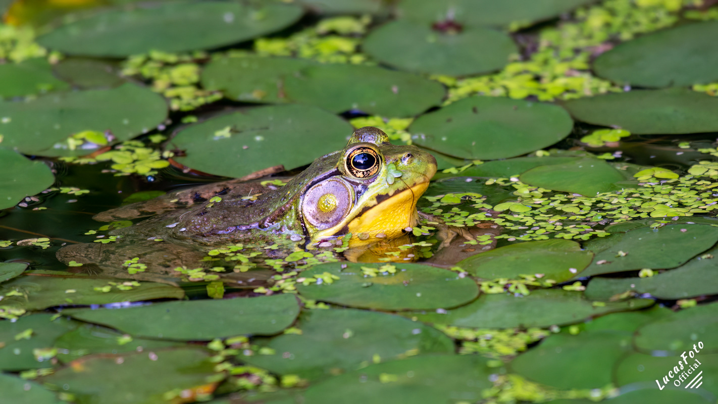American Bullfrog