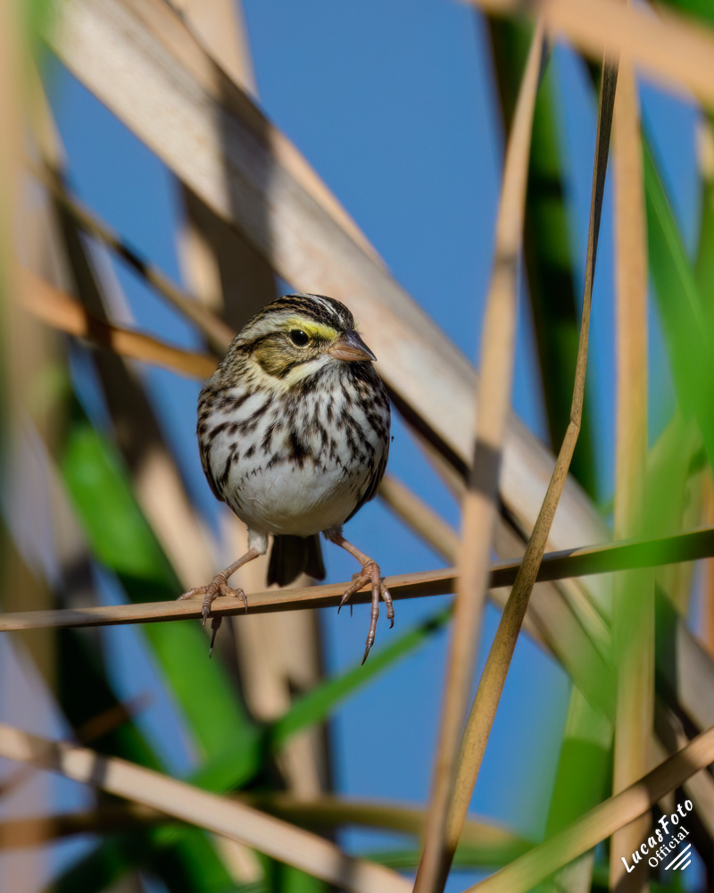 Savannah Sparrow