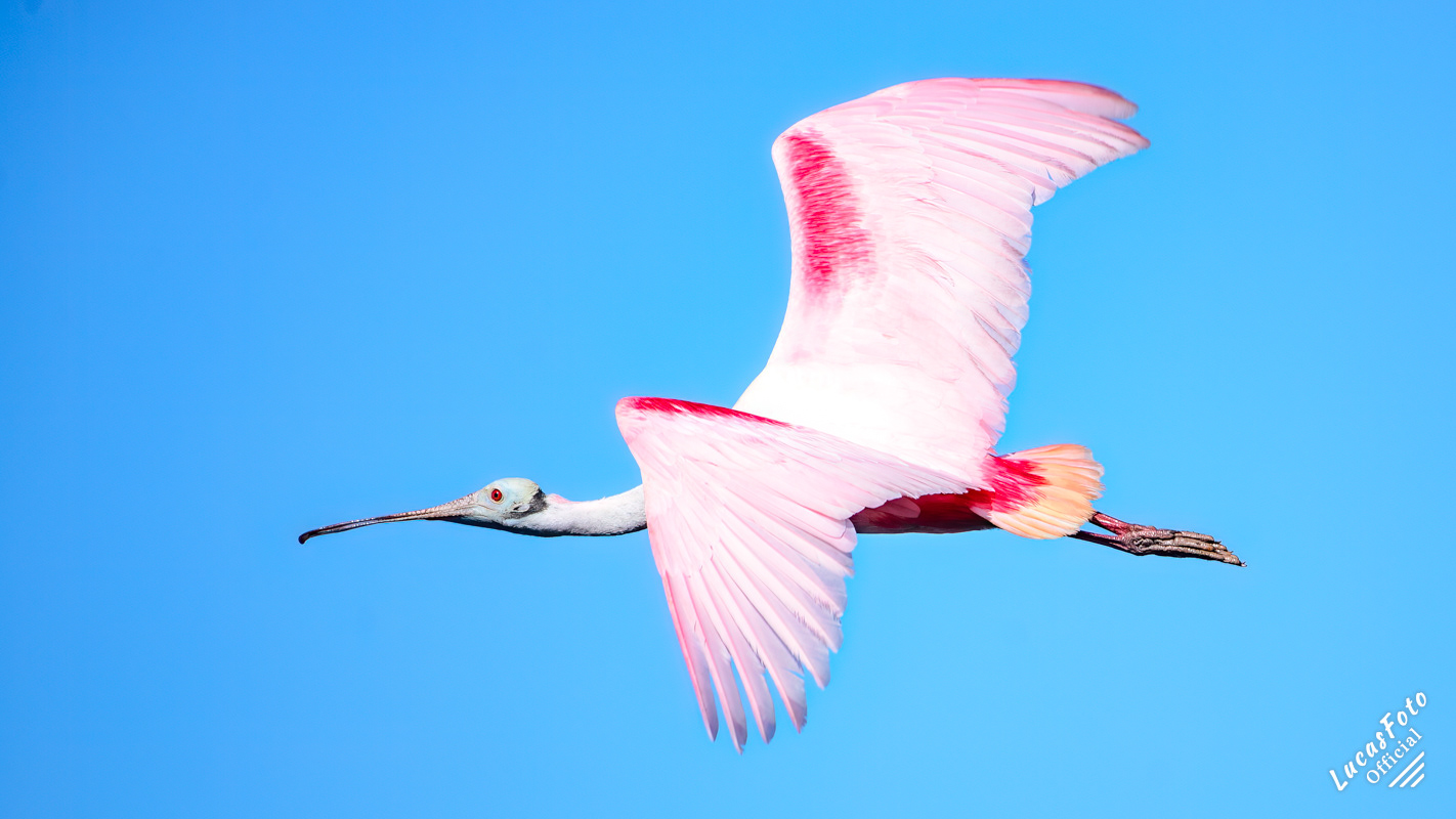 Roseate Spoonbill