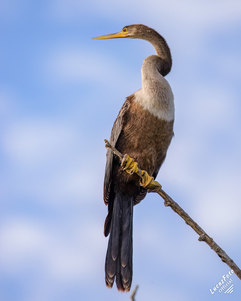 Anhinga
