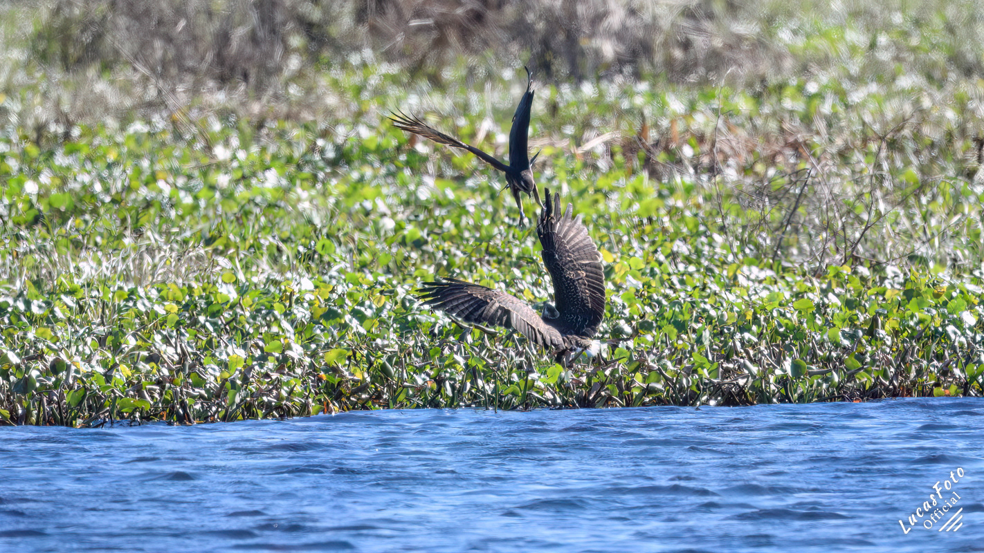 Snail Kite