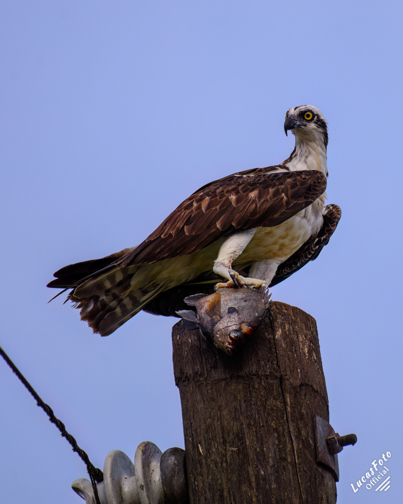 Osprey