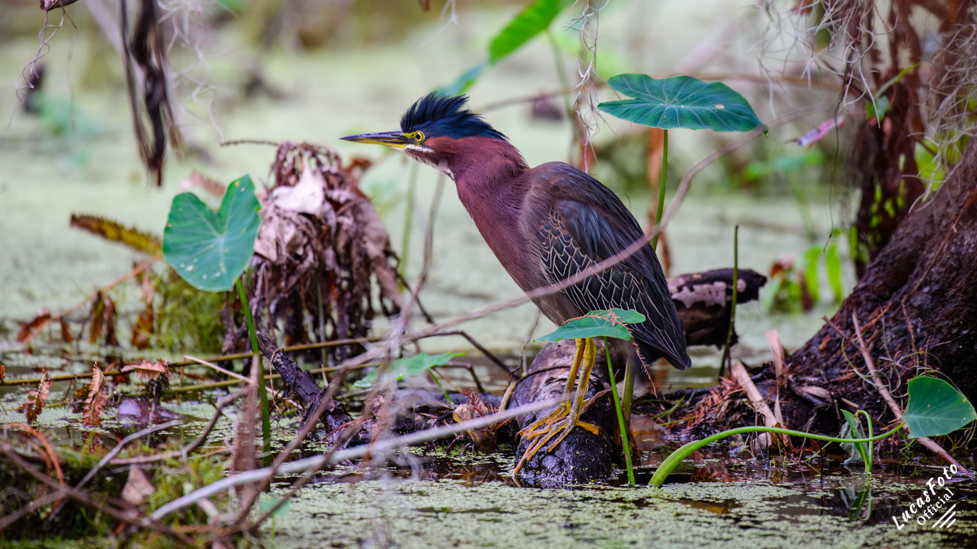 Green Heron