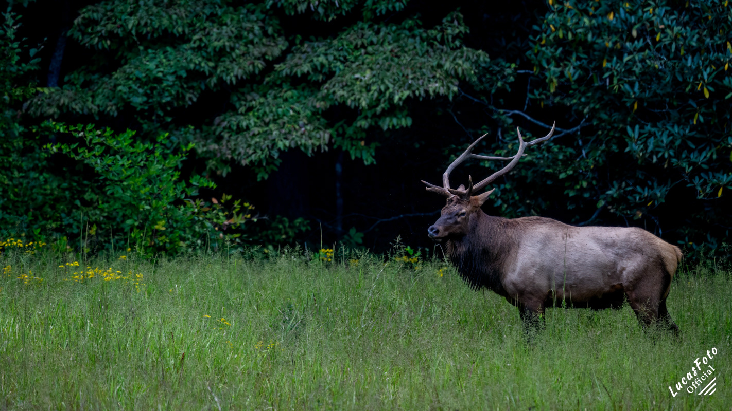 Elk