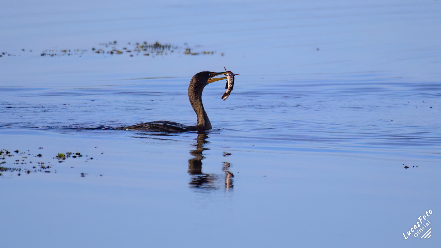 Double-crested Cormorant