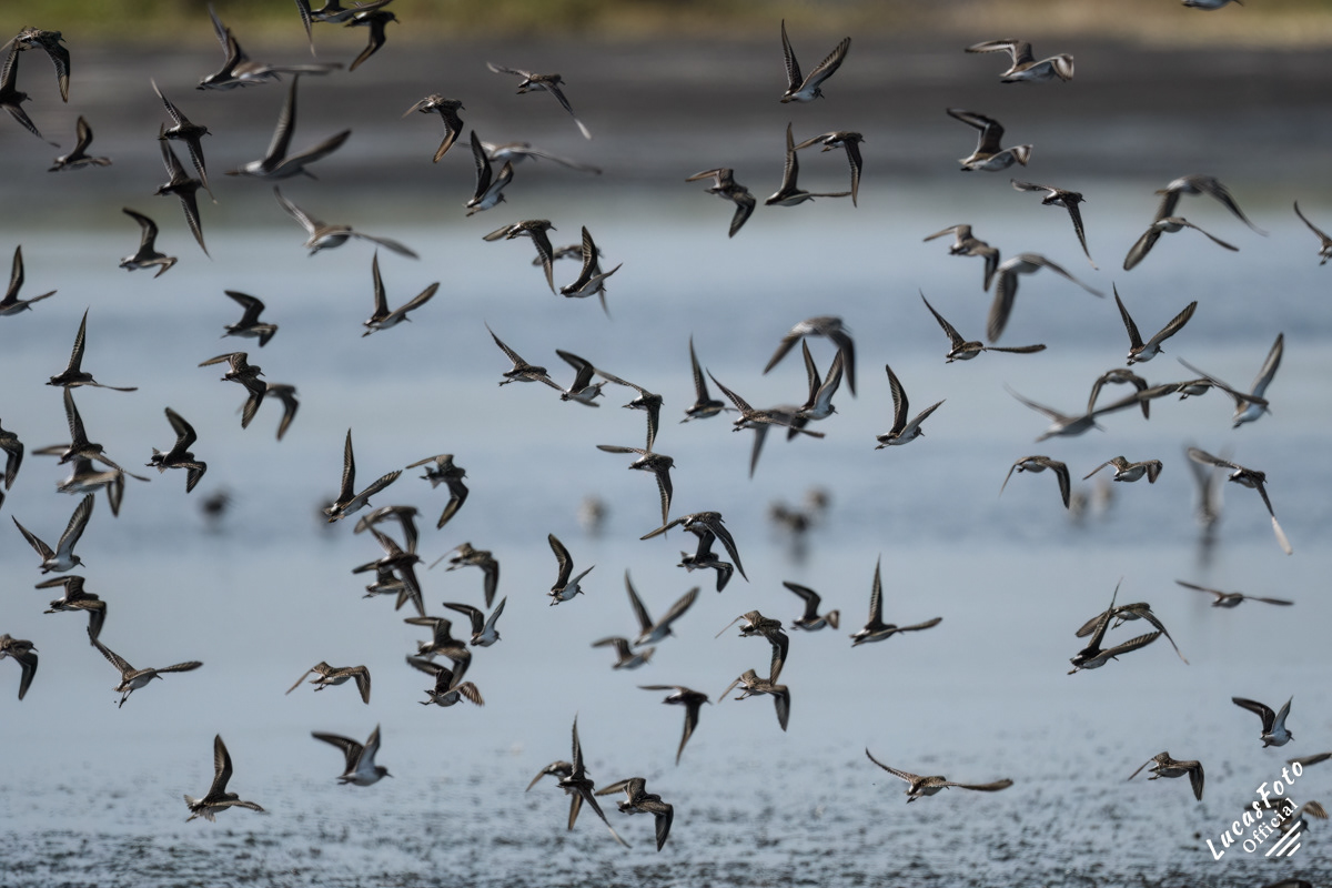 Sanderling