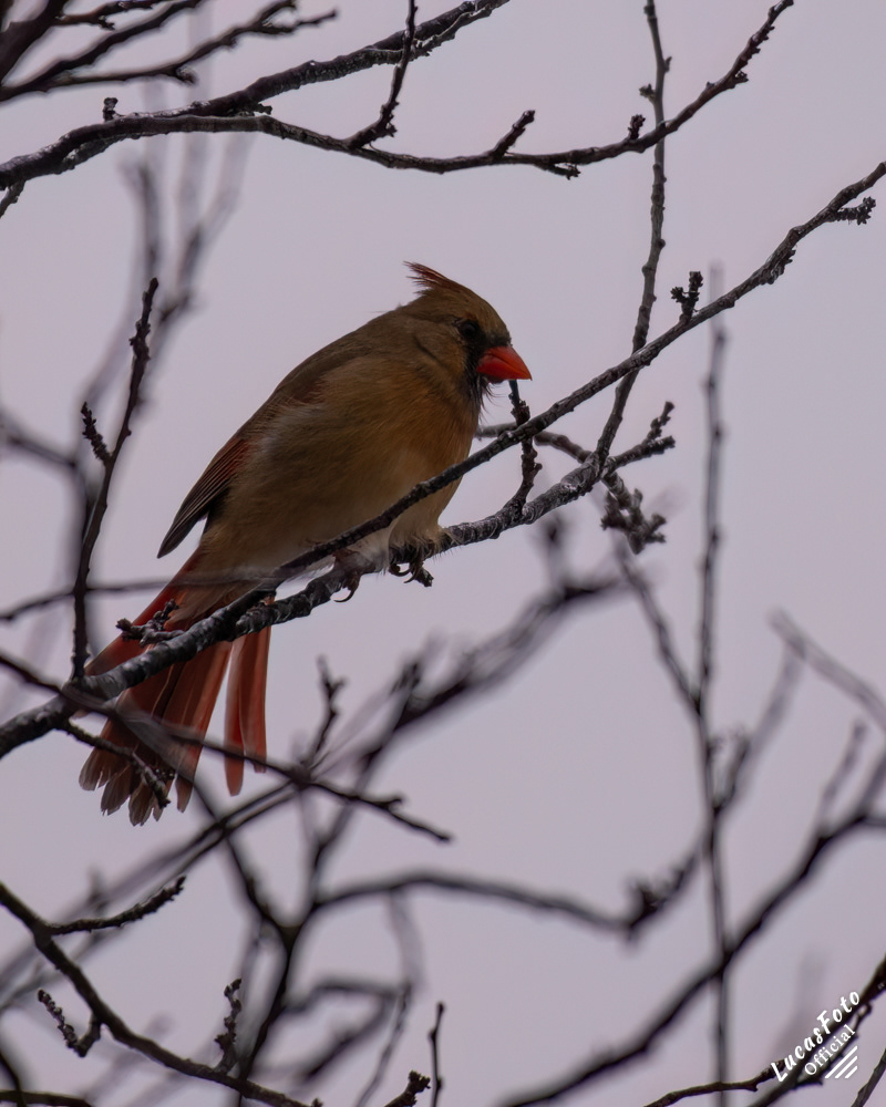 Northern Cardinal