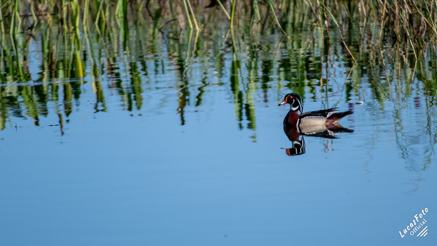 Wood Duck