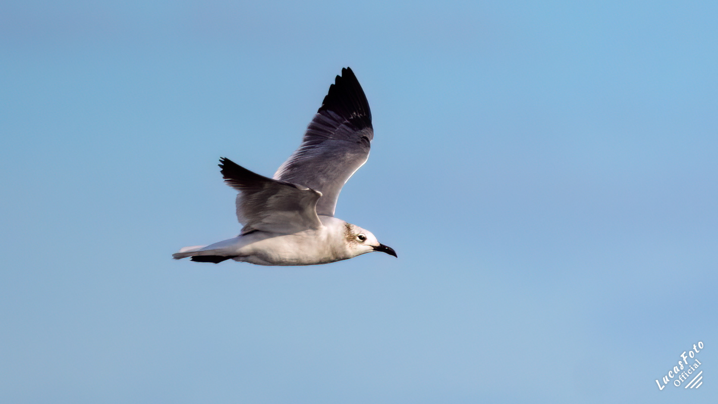 Laughing Gull