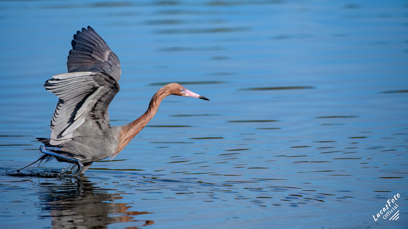 Reddish Egret