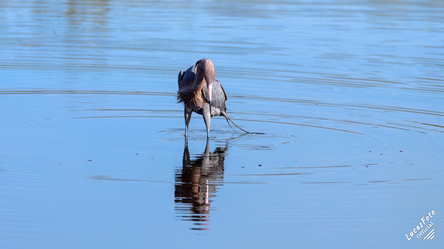 Reddish Egret