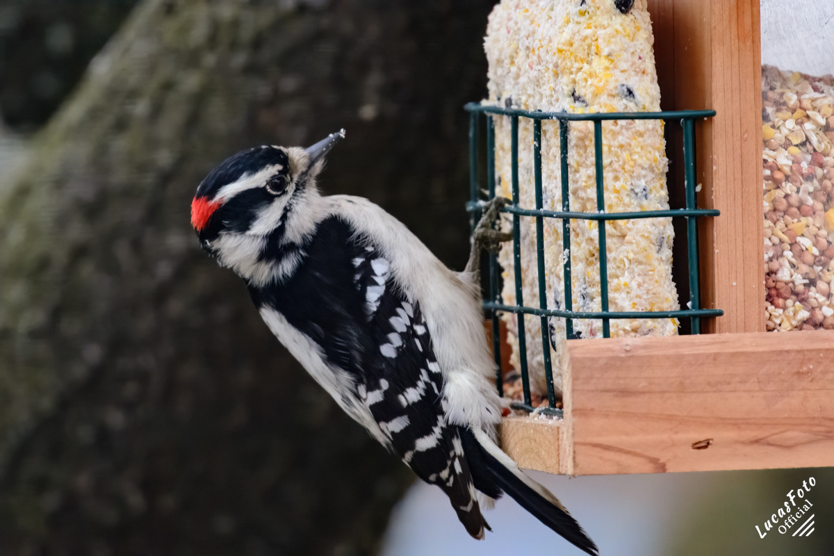 Downy Woodpecker