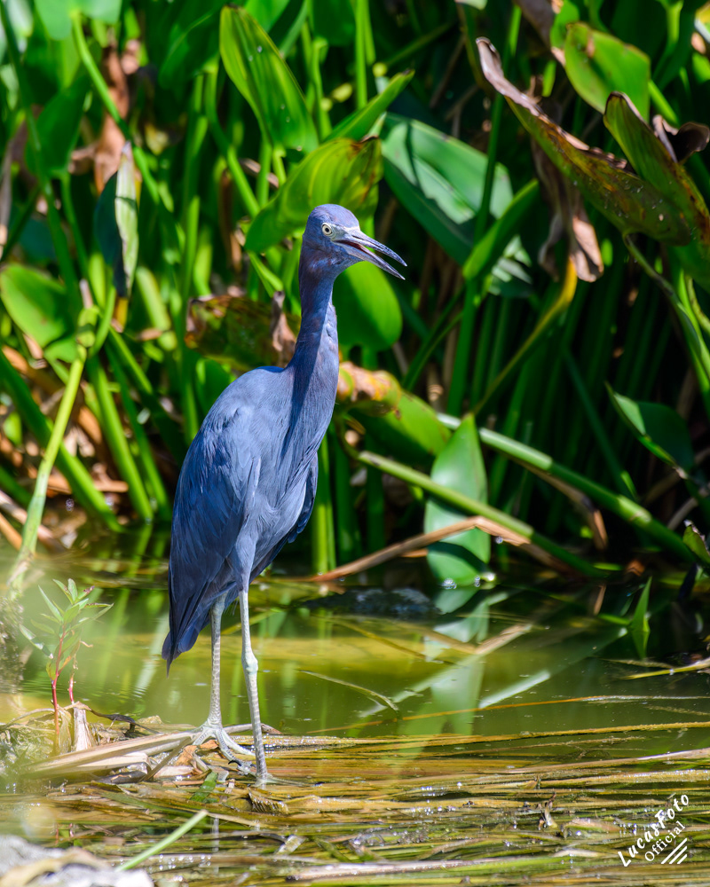 Little Blue Heron