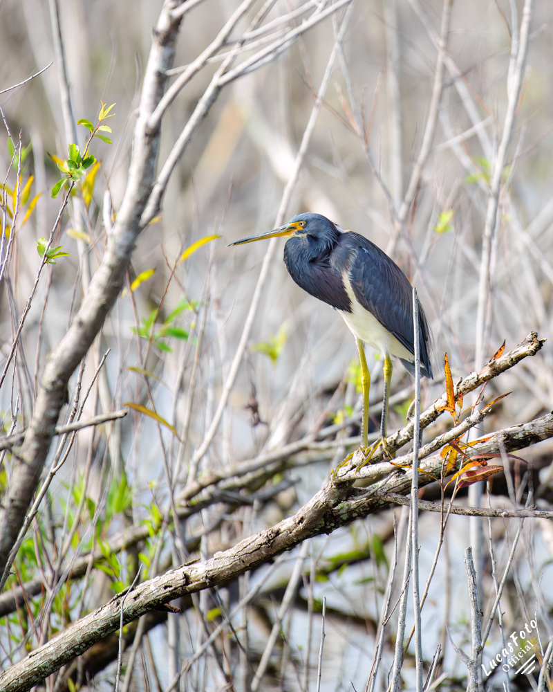 Tricolored Heron