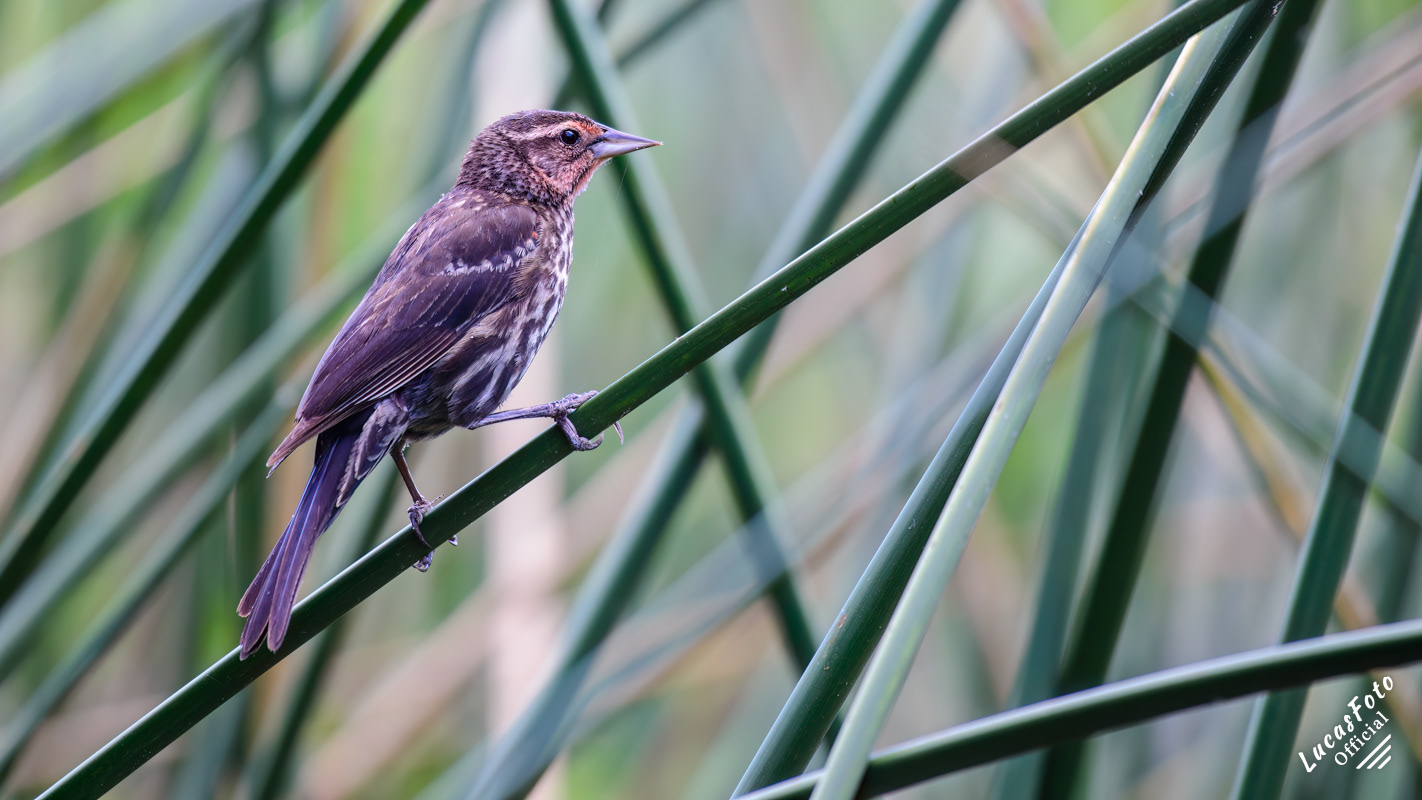 Red-winged Blackbird