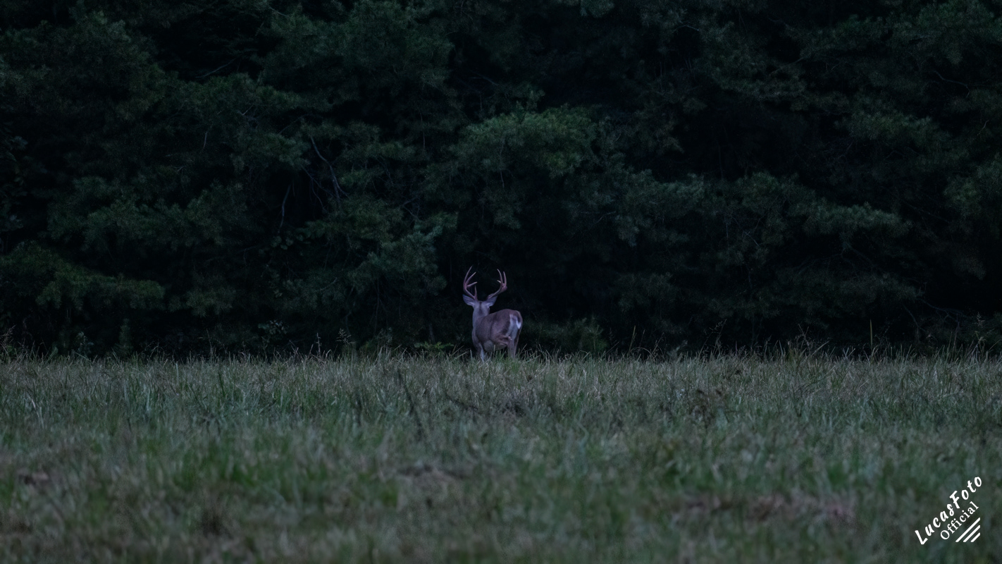 Whitetail