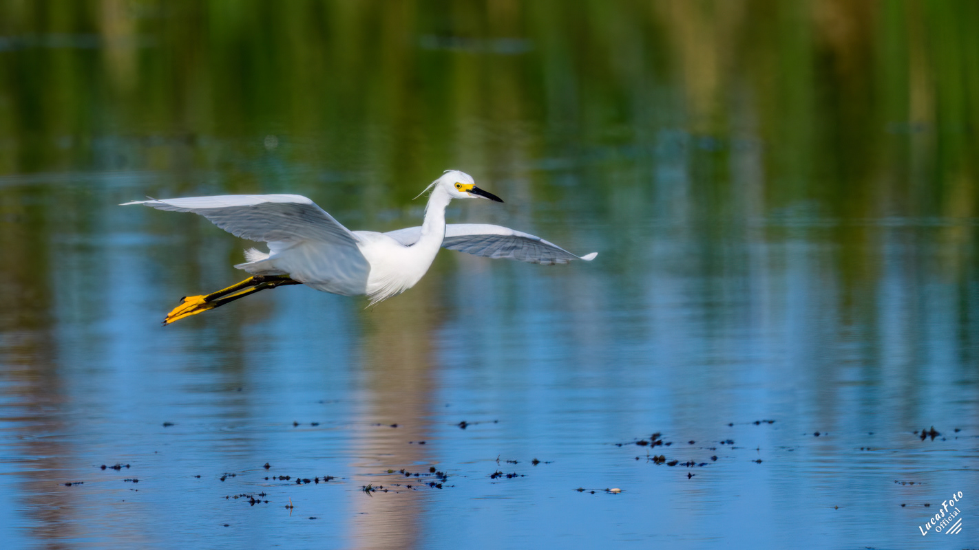 Snowy Egret