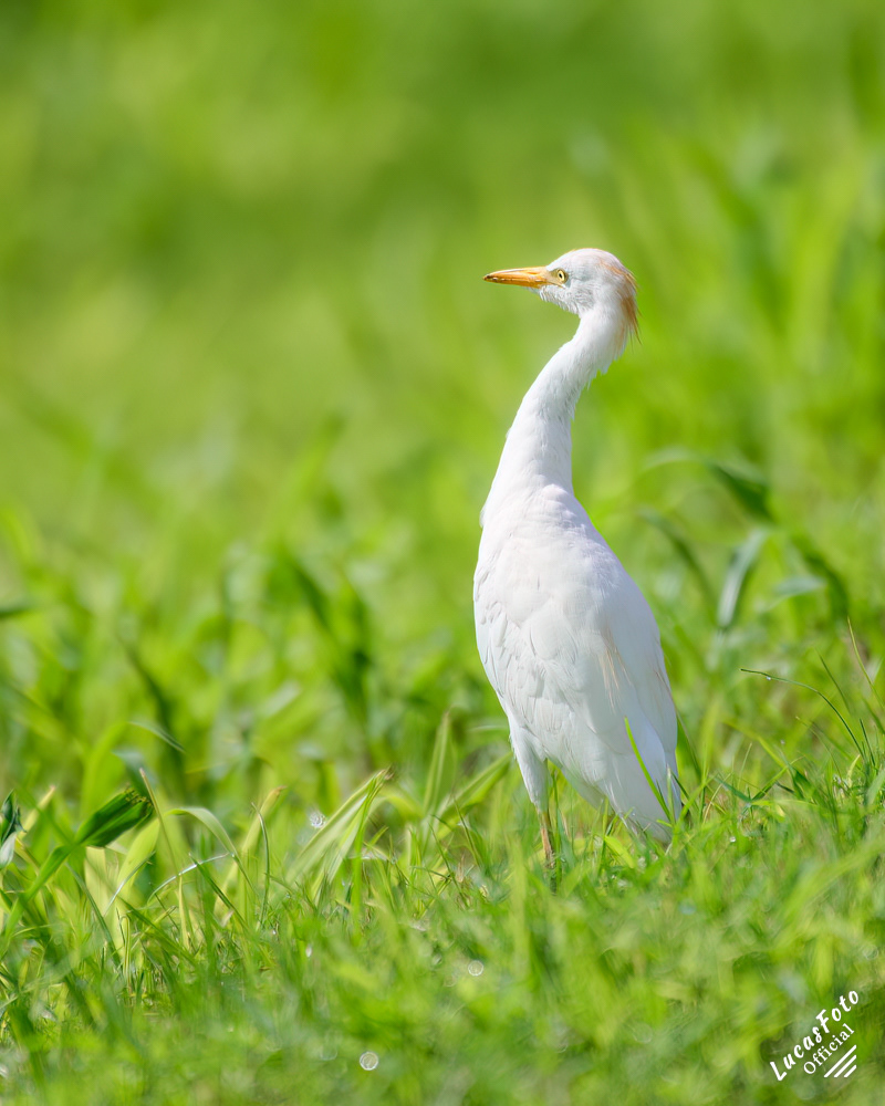 Cattle Egret