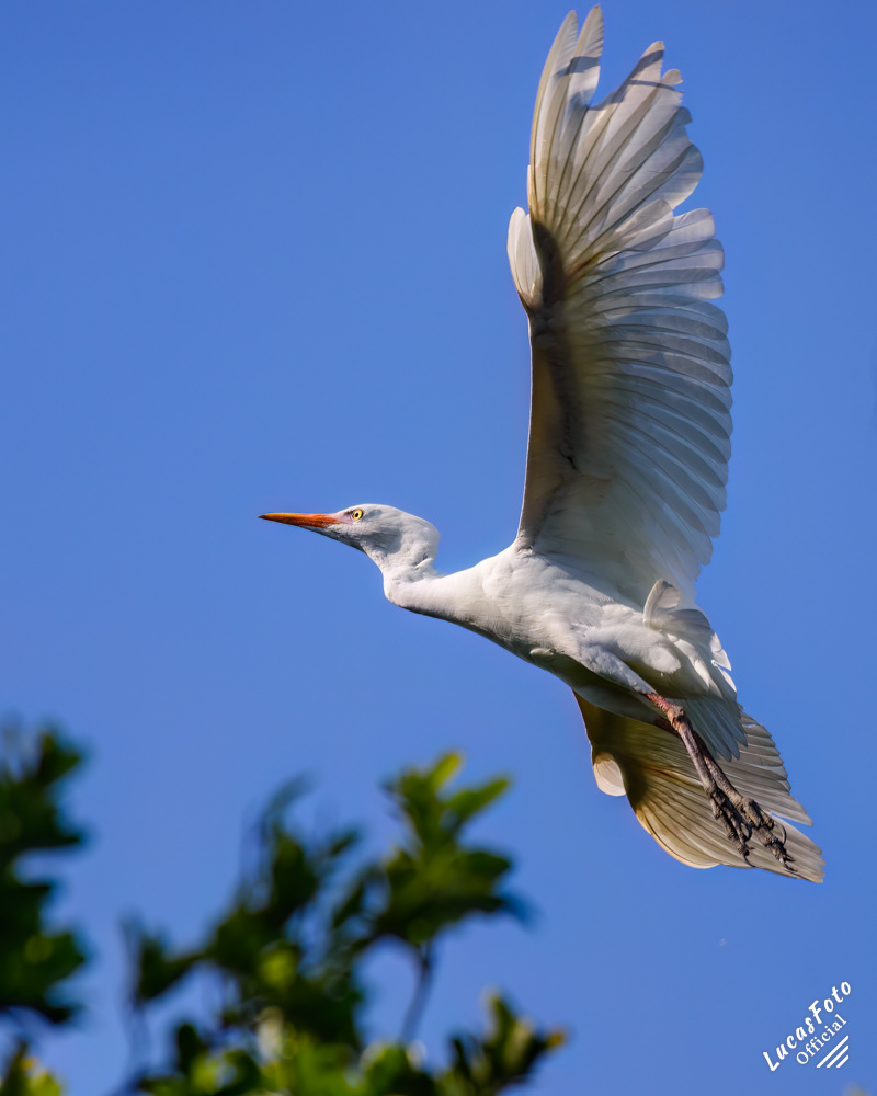 Cattle Egret