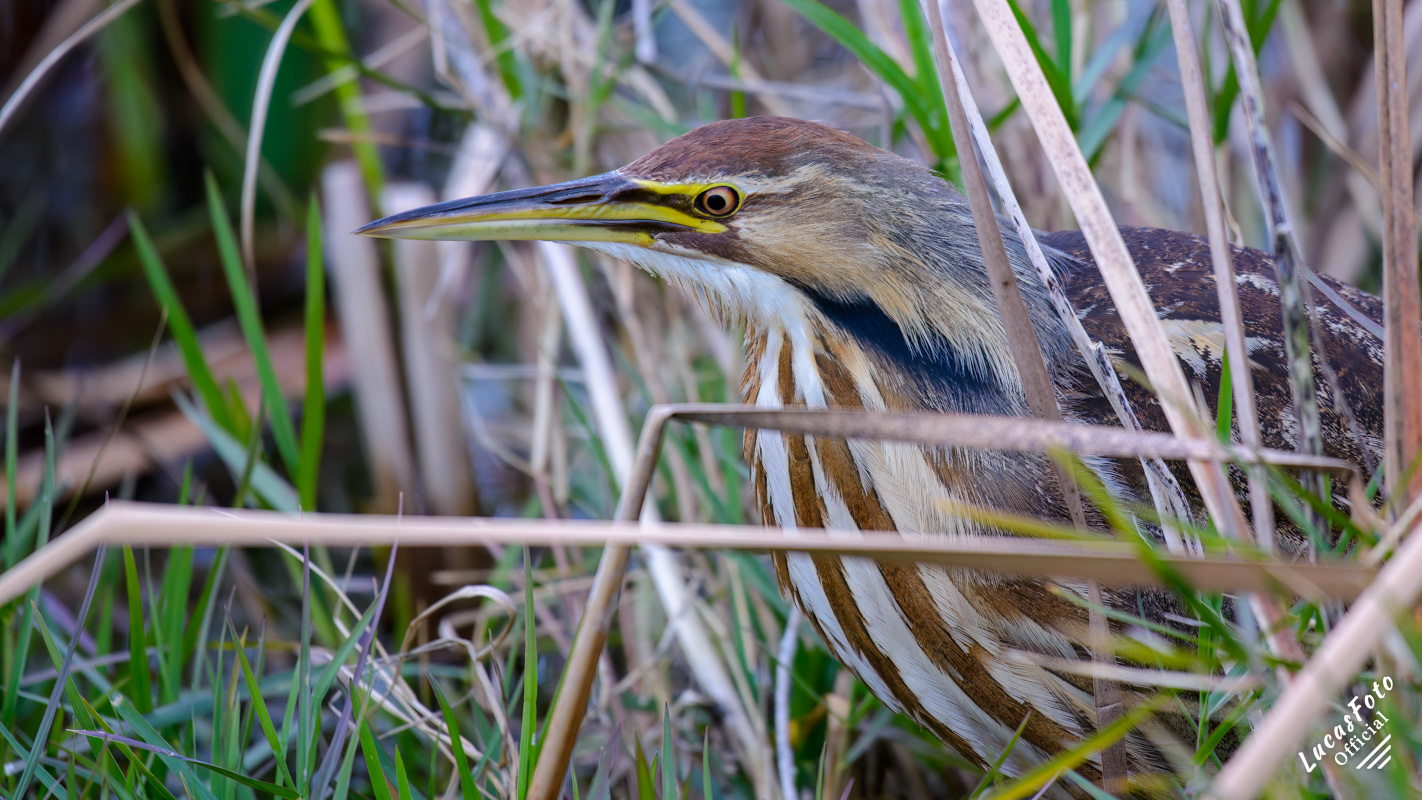 American Bittern