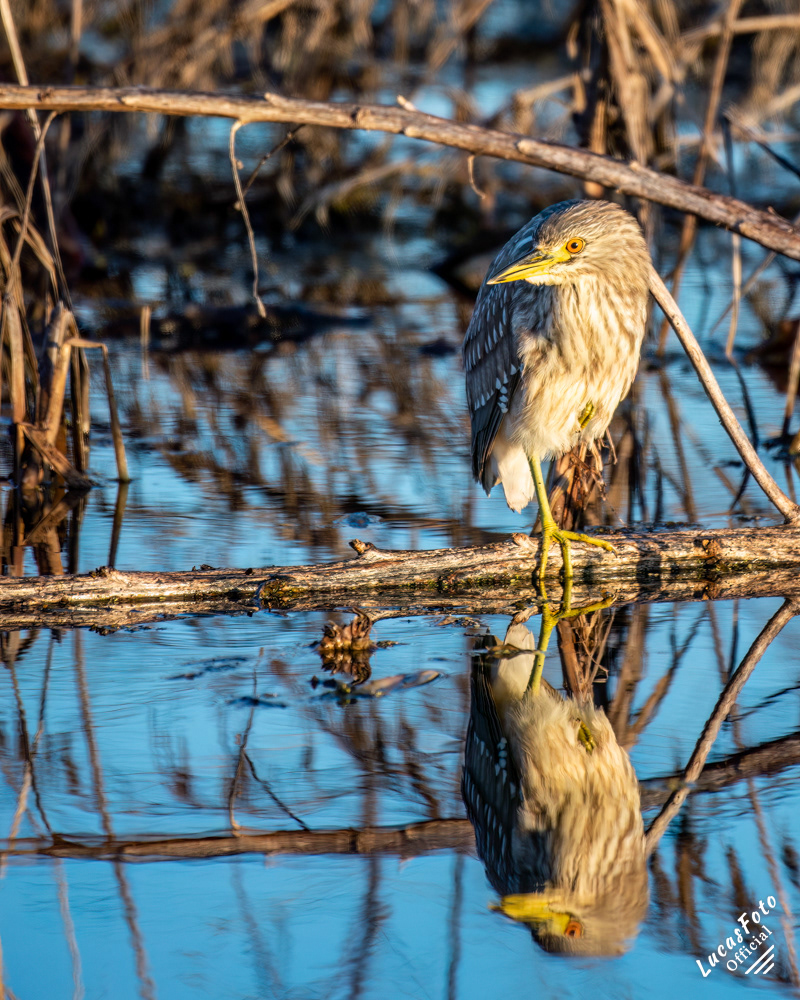 Black-crowned Night Heron