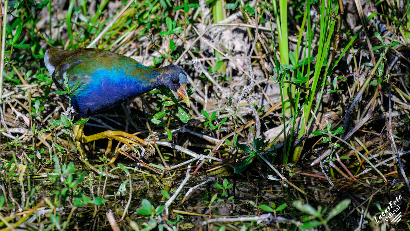 Purple Gallinule