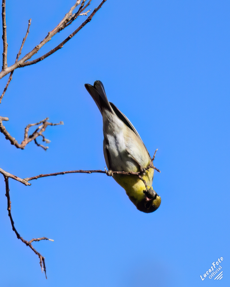 Pine Warbler